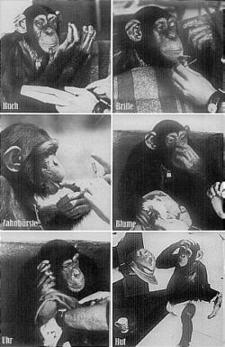 Wie Affen sprechen lernen - (c) Burda-Verlag